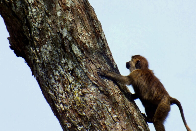 Apenheul Primate Park 1