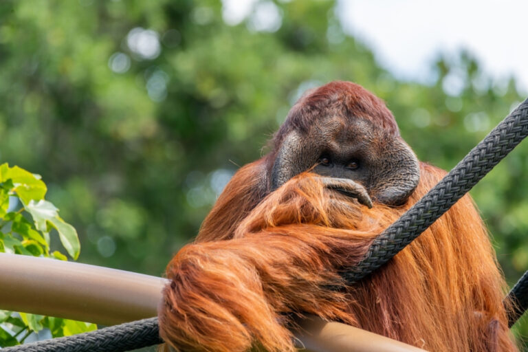 Apenheul Primate Park 2