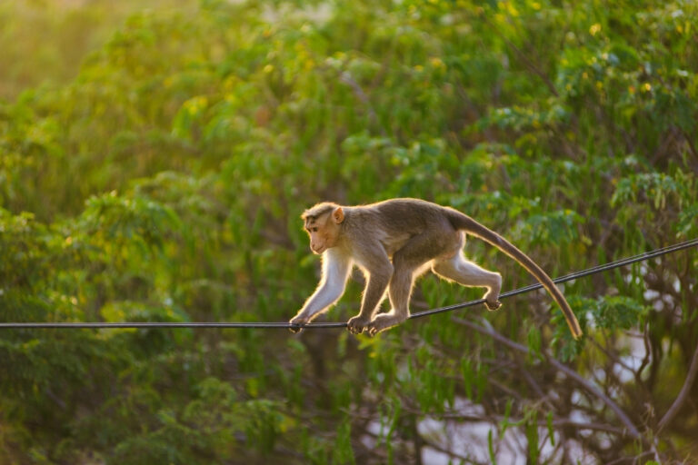 Apenheul Primate Park 3