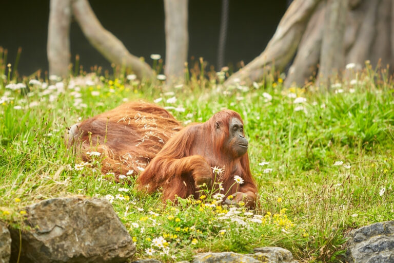 Apenheul Primate Park 4