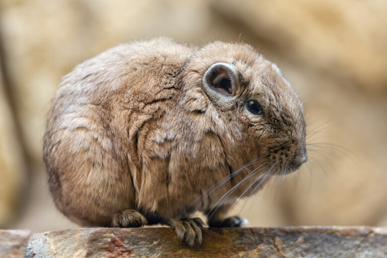 Artis Zoo in Amsterdam 1