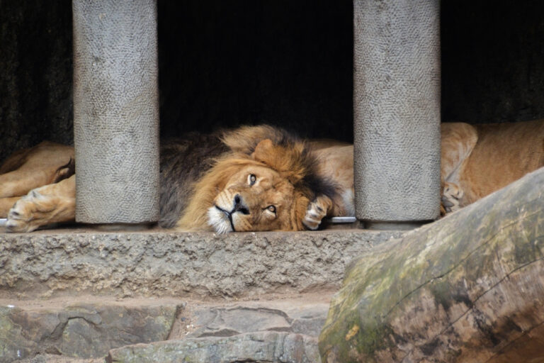 Artis Zoo in Amsterdam 2