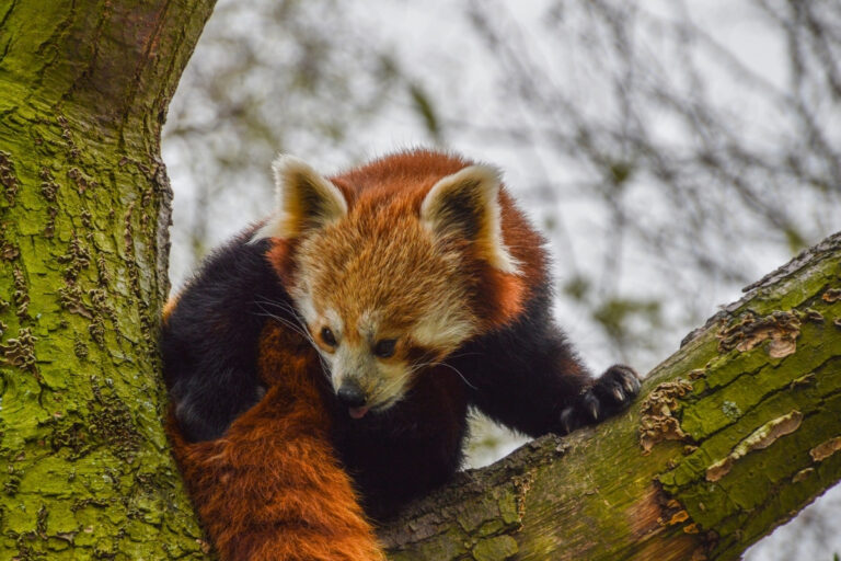 Artis Zoo in Amsterdam 3