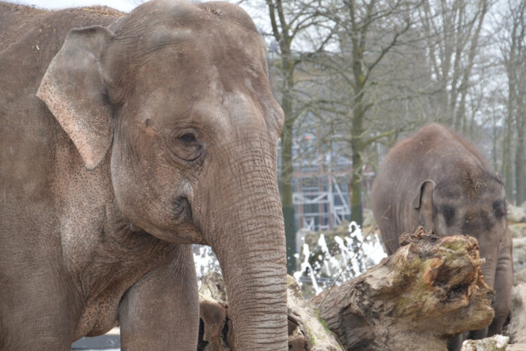 Artis Zoo in Amsterdam 4