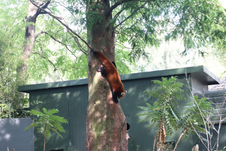 Blijdorp Rotterdam Zoo 1