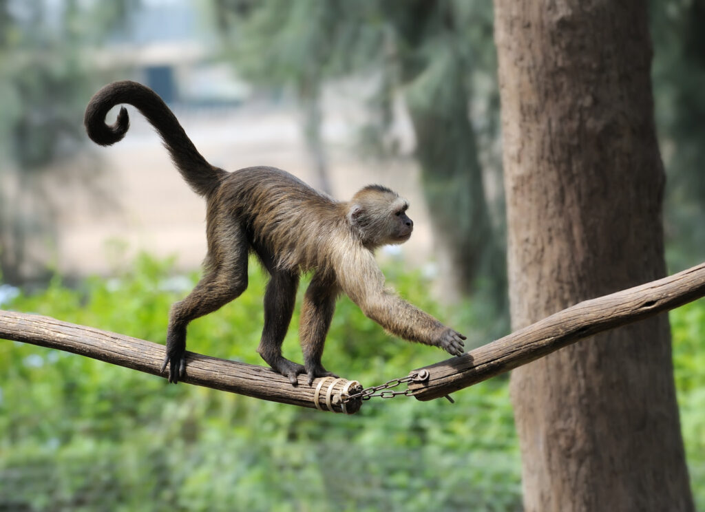 Blijdorp Rotterdam Zoo