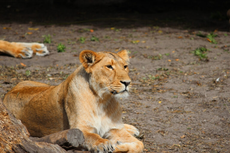 Blijdorp Rotterdam Zoo 2