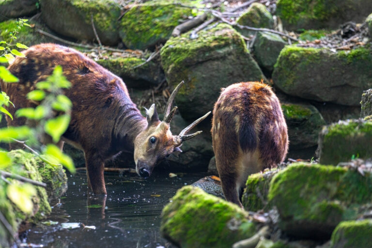 Blijdorp Rotterdam Zoo 3