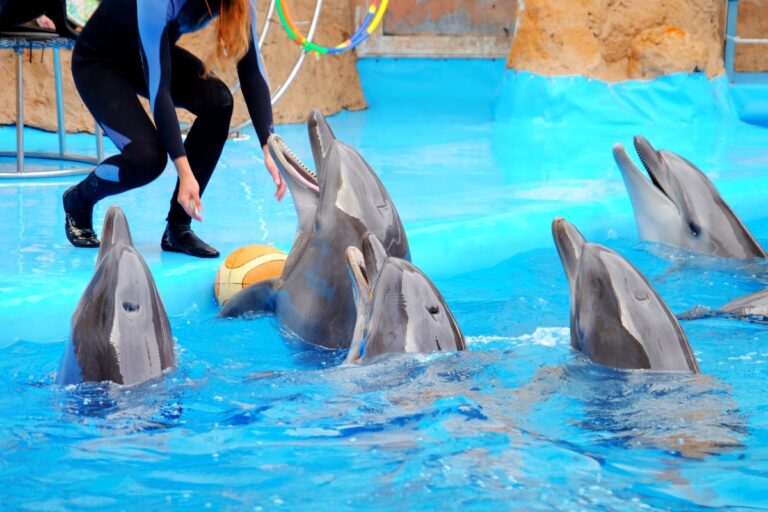 Dolfinarium Harderwijk 1