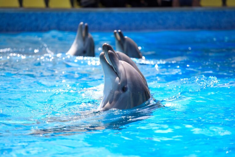 Dolfinarium Harderwijk 2