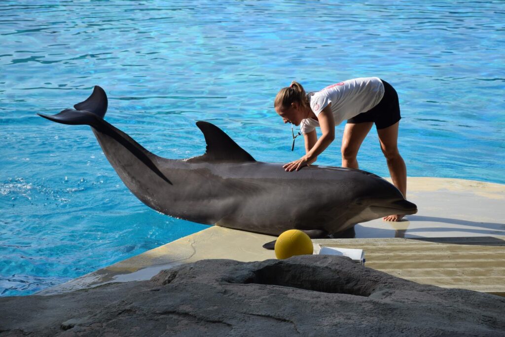 Dolfinarium in Harderwijk