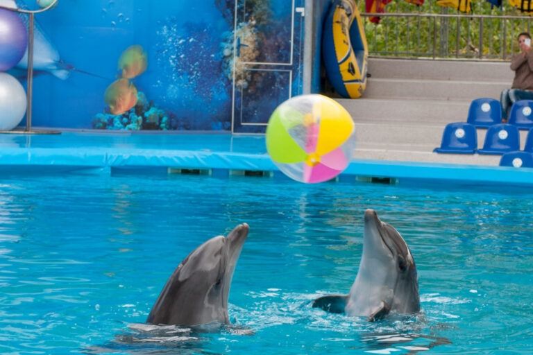 Dolfinarium in Harderwijk 2