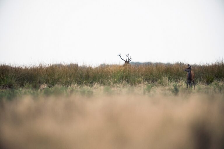 Hoge Veluwe National Park 3