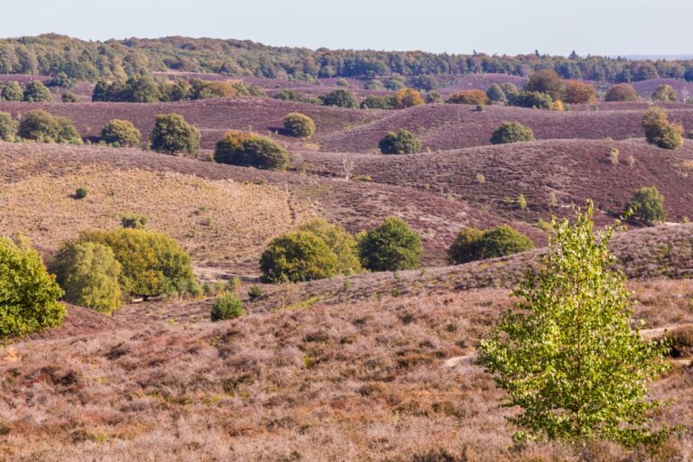 Hoge Veluwe National Park 4