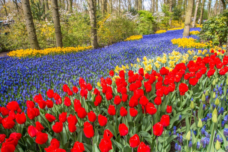 Keukenhof Dutch Flower Gardens 2