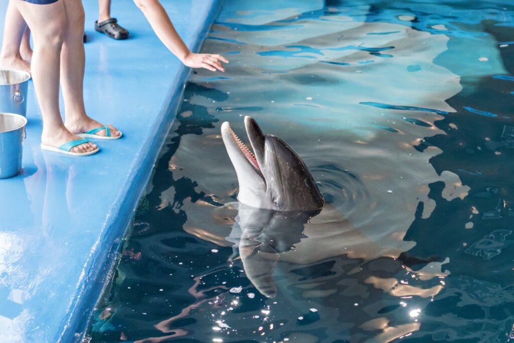 Dolfinarium Harderwijk