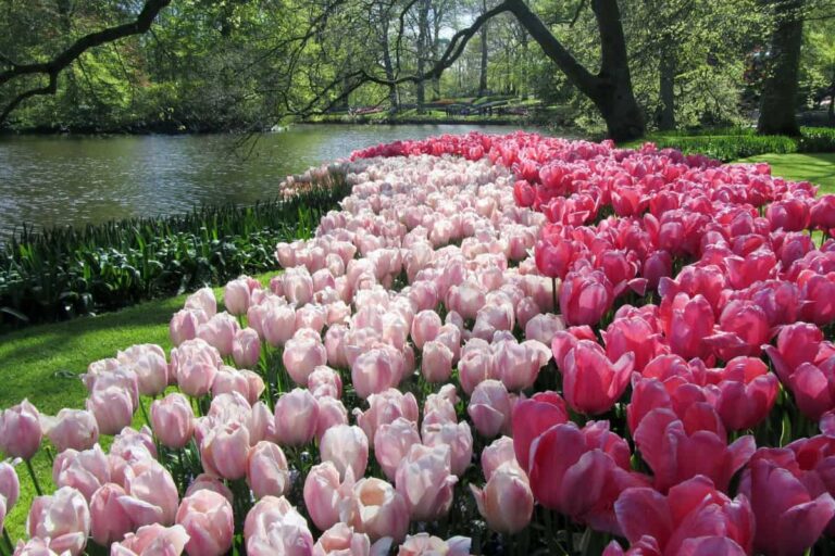 Keukenhof